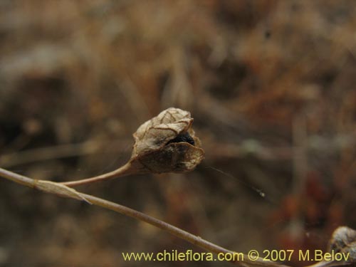 Фотография Conanthera campanulata (). Щелкните, чтобы увеличить вырез.