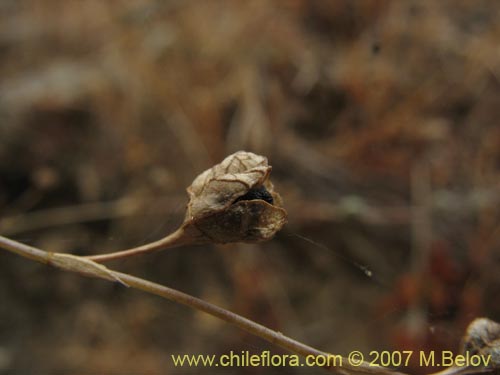 Image of Conanthera campanulata (). Click to enlarge parts of image.