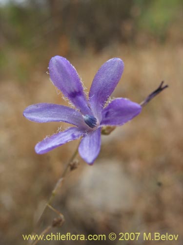 Image of Conanthera campanulata (). Click to enlarge parts of image.