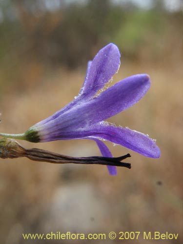 Image of Conanthera campanulata (). Click to enlarge parts of image.