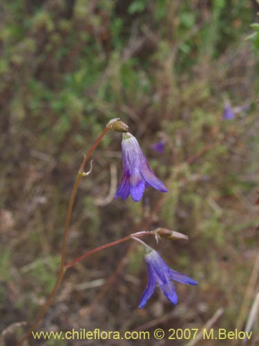 Image of Conanthera campanulata (). Click to enlarge parts of image.