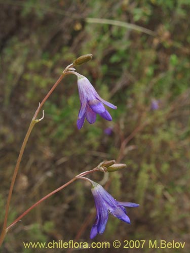 Conanthera campanulata의 사진