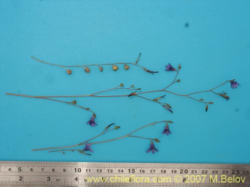 Image of Conanthera campanulata (). Click to enlarge parts of image.