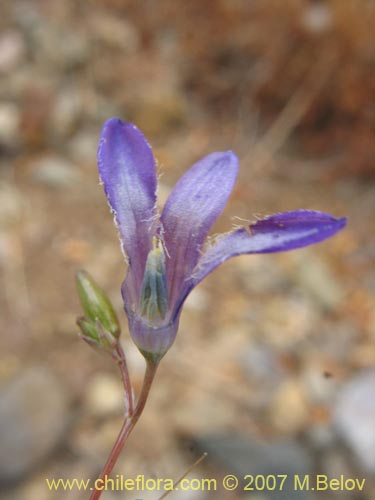 Фотография Conanthera campanulata (). Щелкните, чтобы увеличить вырез.