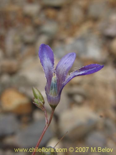 Фотография Conanthera campanulata (). Щелкните, чтобы увеличить вырез.