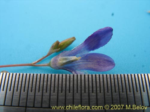 Image of Conanthera campanulata (). Click to enlarge parts of image.