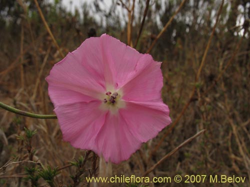 Bild von Convolvulus chilensis (). Klicken Sie, um den Ausschnitt zu vergrössern.