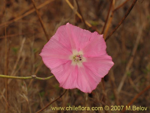 Bild von Convolvulus chilensis (). Klicken Sie, um den Ausschnitt zu vergrössern.