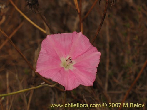 Bild von Convolvulus chilensis (). Klicken Sie, um den Ausschnitt zu vergrössern.