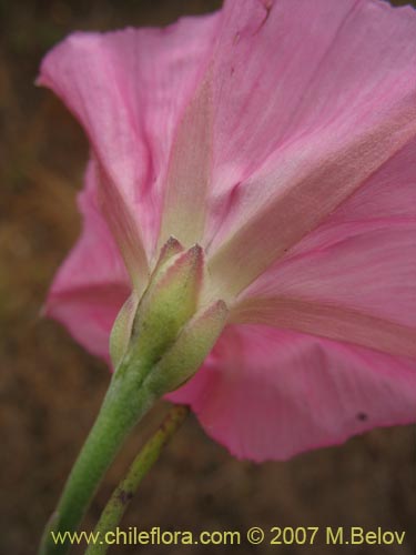 Bild von Convolvulus chilensis (). Klicken Sie, um den Ausschnitt zu vergrössern.