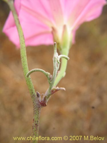 Bild von Convolvulus chilensis (). Klicken Sie, um den Ausschnitt zu vergrössern.