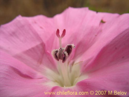 Convolvulus chilensisの写真