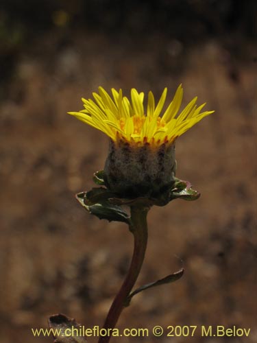 Imágen de Haplopappus sp. #1302 (). Haga un clic para aumentar parte de imágen.