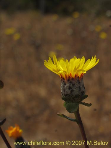 Image of Haplopappus sp. #1302 (). Click to enlarge parts of image.