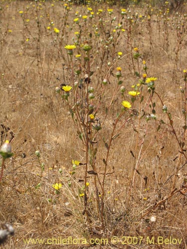 Haplopappus sp. #1302의 사진