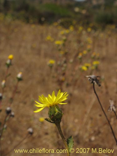 Haplopappus sp. #1302의 사진