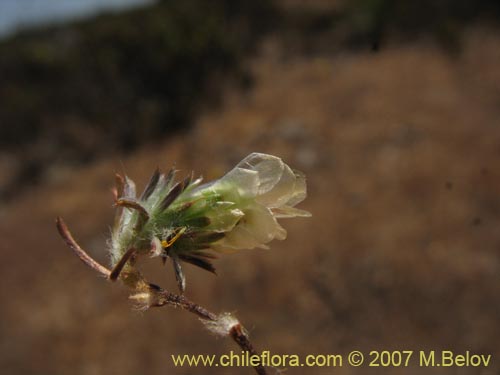 Bild von Chaetanthera incana (). Klicken Sie, um den Ausschnitt zu vergrössern.