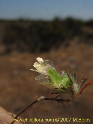 Image of Chaetanthera incana (). Click to enlarge parts of image.