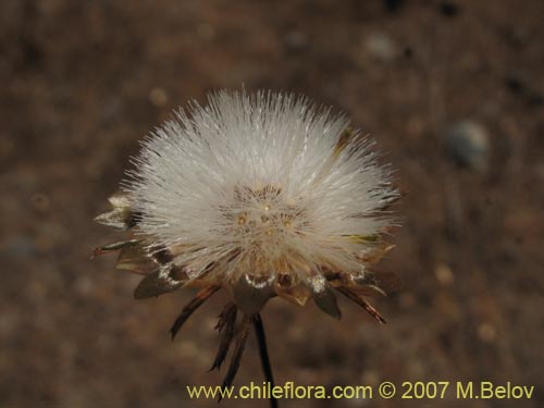 Imágen de Chaetanthera incana (). Haga un clic para aumentar parte de imágen.