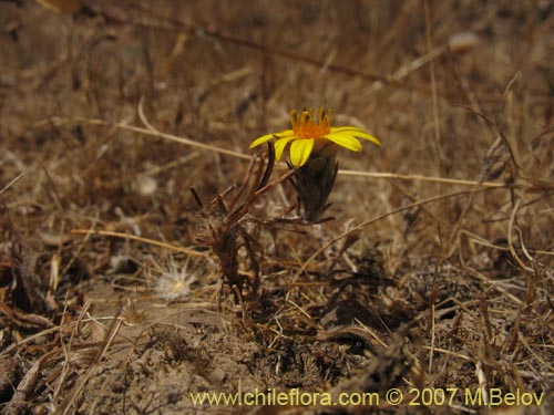 Bild von Chaetanthera incana (). Klicken Sie, um den Ausschnitt zu vergrössern.