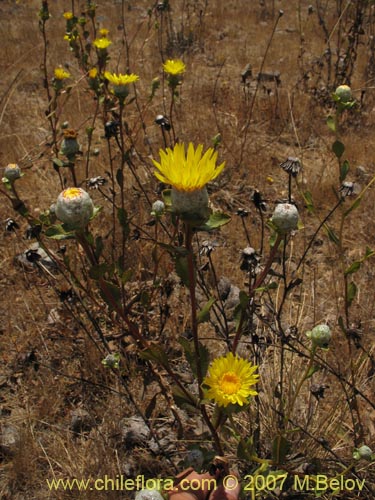 Imágen de Haplopappus sp. #1302 (). Haga un clic para aumentar parte de imágen.