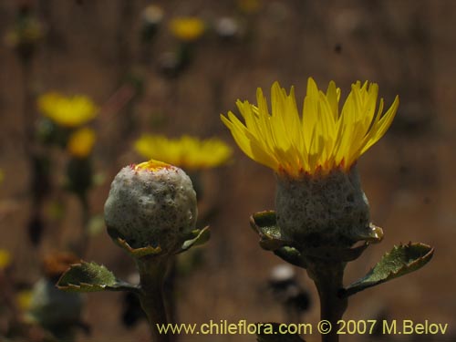 Imágen de Haplopappus sp. #1302 (). Haga un clic para aumentar parte de imágen.