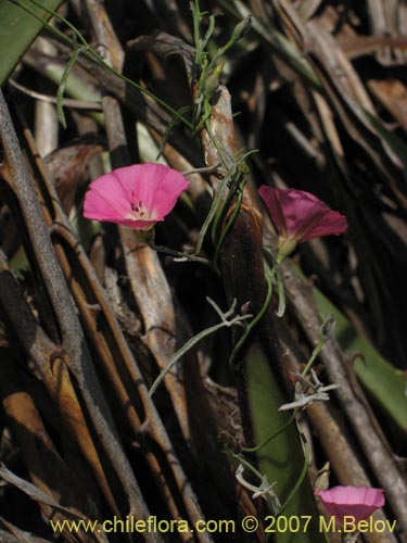 Bild von Convolvulus chilensis (). Klicken Sie, um den Ausschnitt zu vergrössern.