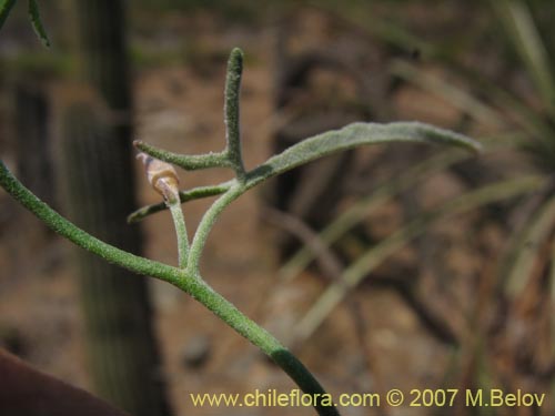 Bild von Convolvulus chilensis (). Klicken Sie, um den Ausschnitt zu vergrössern.