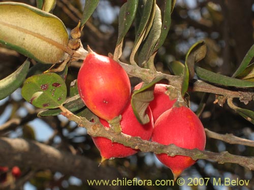 Фотография Pouteria splendens (Lucumo silvestre). Щелкните, чтобы увеличить вырез.