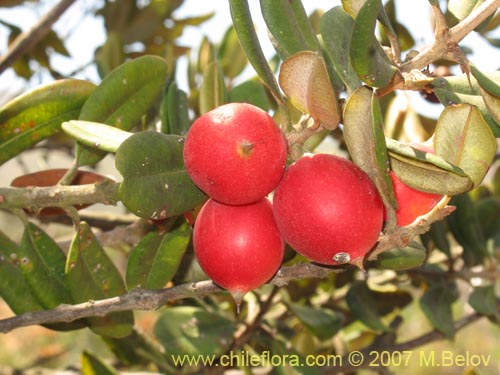 Imágen de Pouteria splendens (Lucumo silvestre). Haga un clic para aumentar parte de imágen.