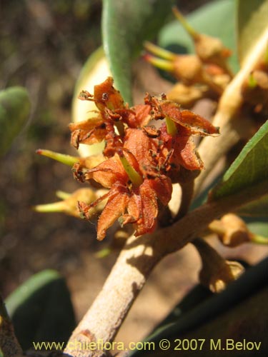 Bild von Pouteria splendens (Lucumo silvestre). Klicken Sie, um den Ausschnitt zu vergrössern.