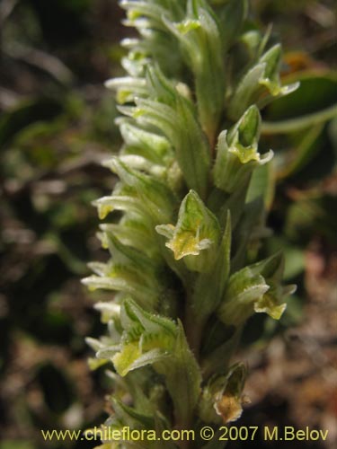 Imágen de Brachystele unilateralis (). Haga un clic para aumentar parte de imágen.