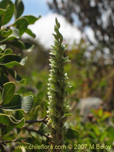 Imágen de Brachystele unilateralis (). Haga un clic para aumentar parte de imágen.