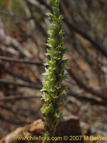 Image of Brachystele unilateralis (). Click to enlarge parts of image.