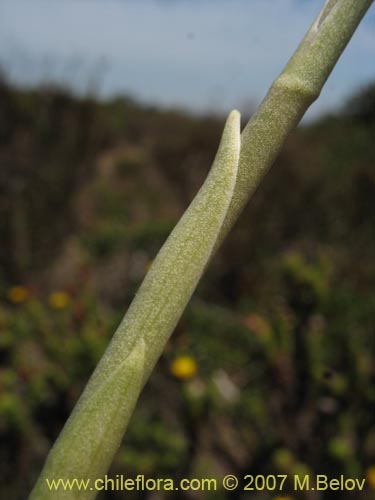 Image of Brachystele unilateralis (). Click to enlarge parts of image.