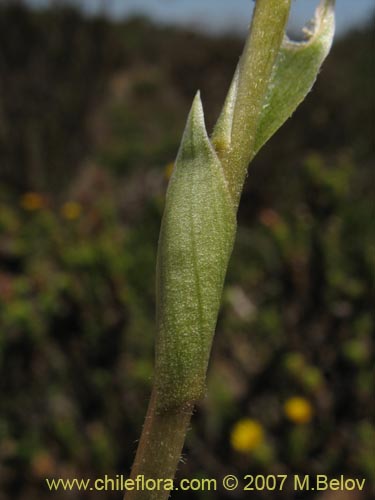 Bild von Brachystele unilateralis (). Klicken Sie, um den Ausschnitt zu vergrössern.