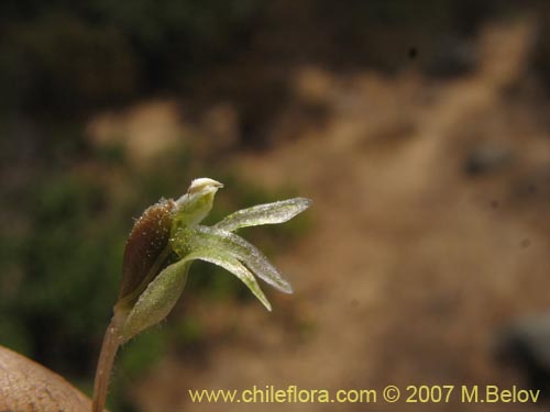 Image of Brachystele unilateralis (). Click to enlarge parts of image.