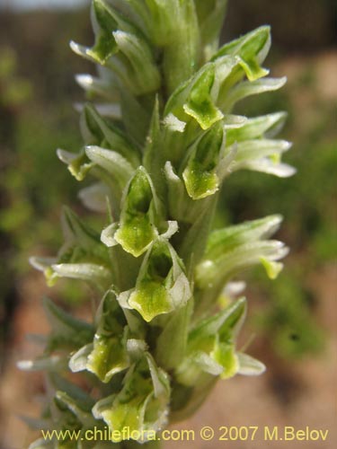 Bild von Brachystele unilateralis (). Klicken Sie, um den Ausschnitt zu vergrössern.