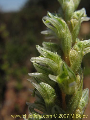 Image of Brachystele unilateralis (). Click to enlarge parts of image.