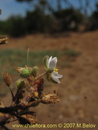 Imágen de Planta no identificada sp. #3004 (). Haga un clic para aumentar parte de imágen.