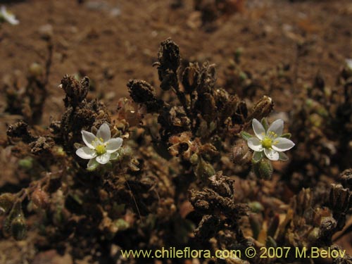 Image of Unidentified Plant sp. #3004 (). Click to enlarge parts of image.