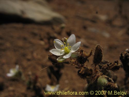 Imágen de Planta no identificada sp. #3004 (). Haga un clic para aumentar parte de imágen.