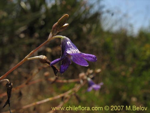 Image of Conanthera campanulata (). Click to enlarge parts of image.