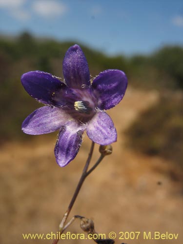 Фотография Conanthera campanulata (). Щелкните, чтобы увеличить вырез.