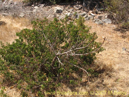 Фотография Carica chilensis (Papayo silvestre / Palo gordo). Щелкните, чтобы увеличить вырез.