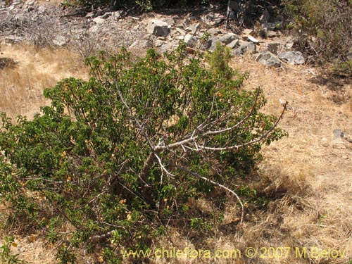 Bild von Carica chilensis (Papayo silvestre / Palo gordo). Klicken Sie, um den Ausschnitt zu vergrössern.