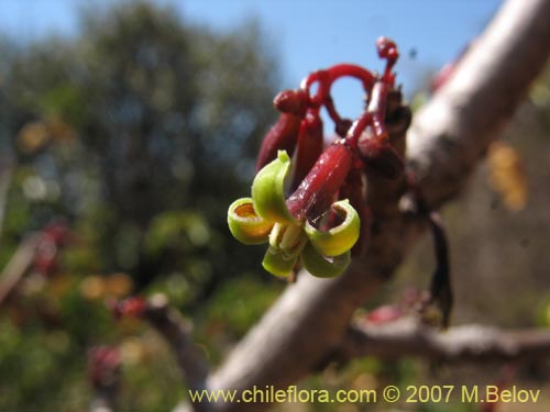 Bild von Carica chilensis (Papayo silvestre / Palo gordo). Klicken Sie, um den Ausschnitt zu vergrössern.