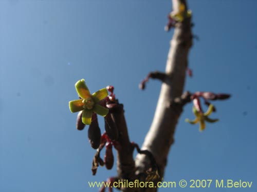 Image of Carica chilensis (Papayo silvestre / Palo gordo). Click to enlarge parts of image.