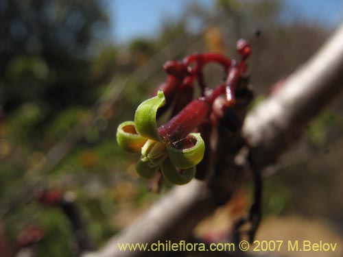 Image of Carica chilensis (Papayo silvestre / Palo gordo). Click to enlarge parts of image.