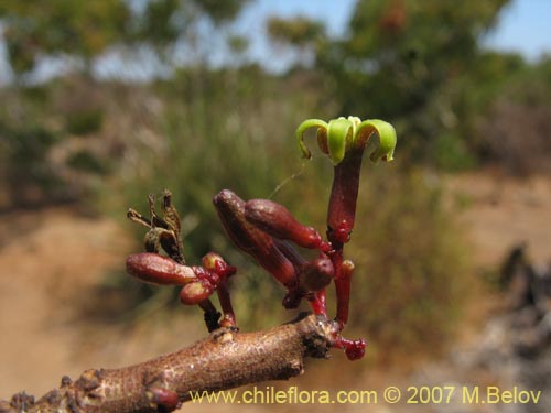 Bild von Carica chilensis (Papayo silvestre / Palo gordo). Klicken Sie, um den Ausschnitt zu vergrössern.